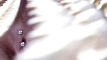 Эротический танец в джунглях от полуголой красотки и мастурбация пальчиками