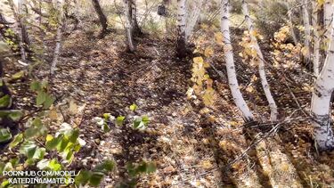 Встретила незнакомца в лесу и сняла селфи, как сосет ему член и получает сперму в рот