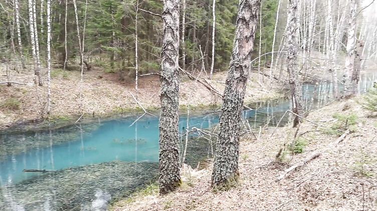 Быстрый анал возле озера в лесу