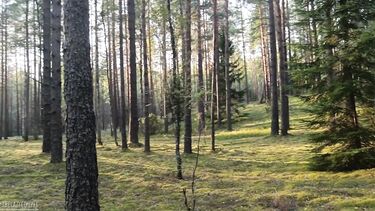 Оприходовал худышку до анального кремпая на опушке леса