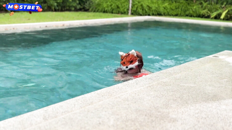 Ебля рыжей квадроберши с хвостом анальной пробкой