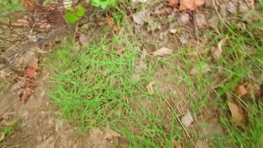 Luna Roulette: Отсосала в парке и проглотила сперму старого знакомого