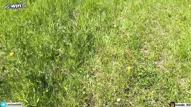 Случайный прохожий отодрал до вагинального кремпая нудистку на природе