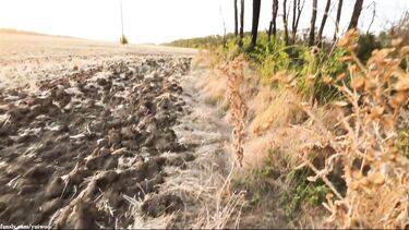 Рыженькая любительница отдыха природы сосет в поле хуй парня