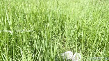 Пикник с любимой девушкой закончился страстным сексом на природе